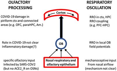 Neuropsychiatric consequences of COVID-19 related olfactory dysfunction: could non-olfactory cortical-bound inputs from damaged olfactory bulb also contribute to cognitive impairment?